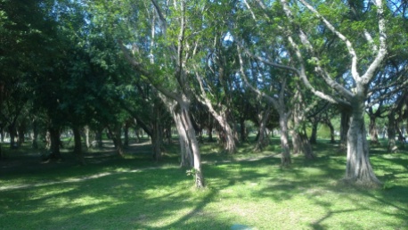 Woods in Da-An Forest Park.