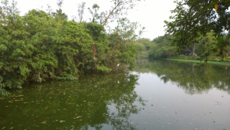The wild bird islands in lake of Da-An Forest Park.