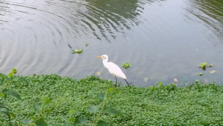 Wild bird by the lake in Da-An Forest Park.